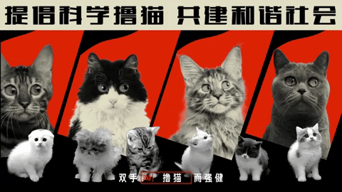 Taobao_CatSnort